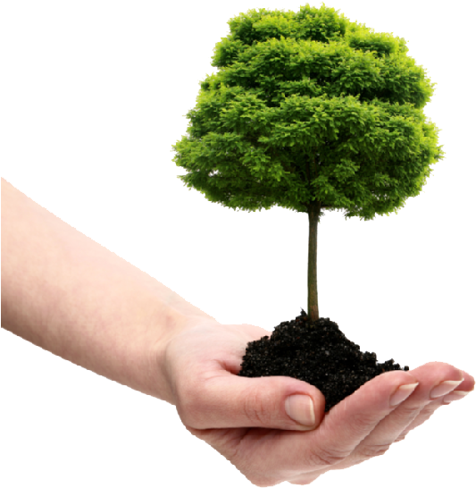 Save Tree Png File - Plant A Tree Png (556x620), Png Download