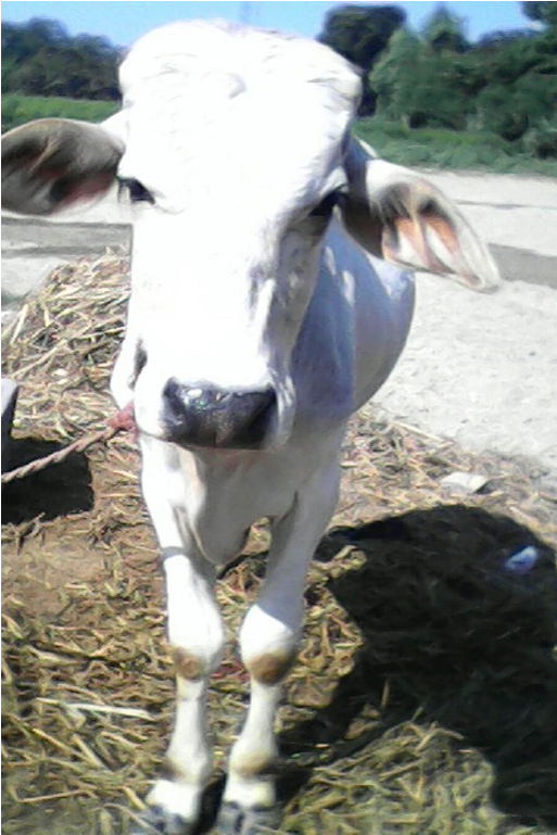 #saveacow - Dairy Cow (1024x768), Png Download