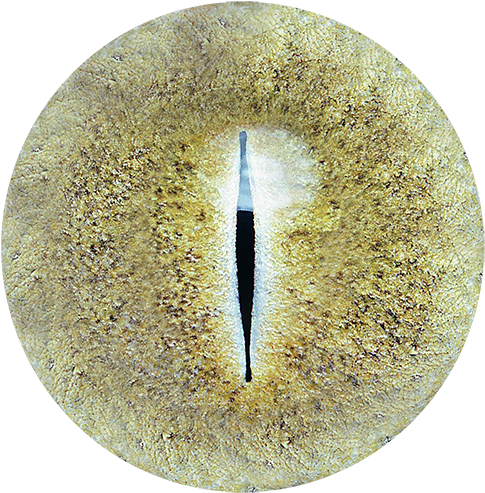 Colorfull Eye Lence Png - Adobe Photoshop (567x566), Png Download