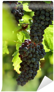 Grape (400x400), Png Download