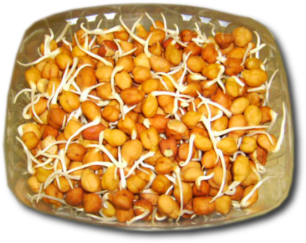 1hh04e7nbo1wc48 - Bean Sprouts (449x360), Png Download