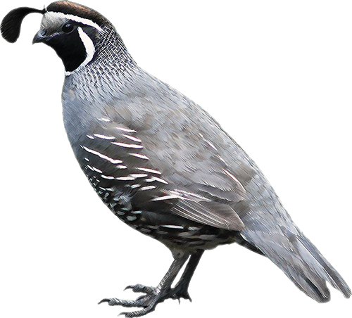 Png Free Library Clipart Quail - Quail Png (500x452), Png Download