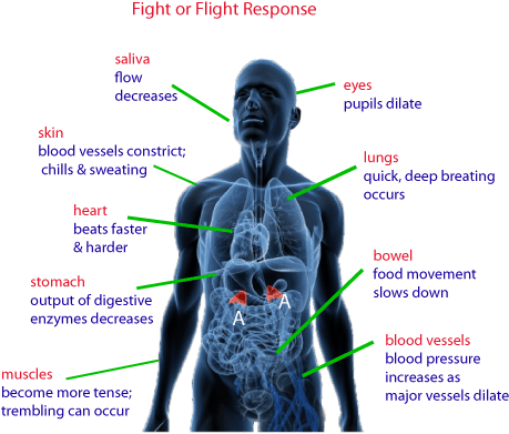 Happens To Your Body When You Stress (497x414), Png Download