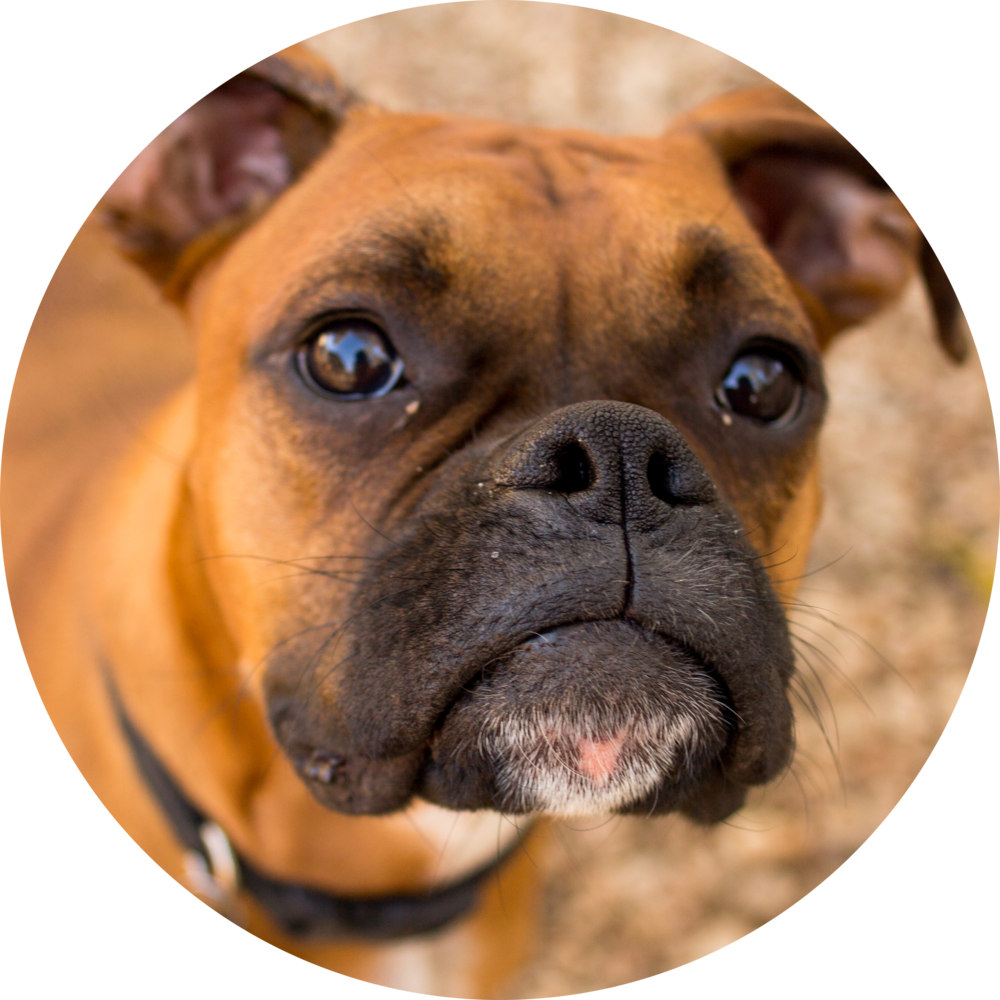 "i Used To Take Mojo To Those Chain Grooming Places, (1000x1000), Png Download