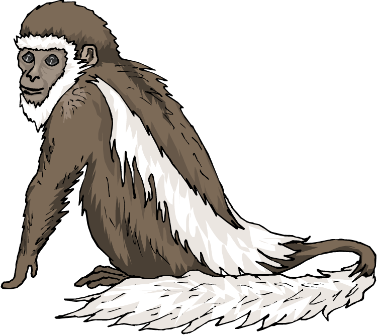 Monkey Clipart - Colobus Monkey Png (750x667), Png Download