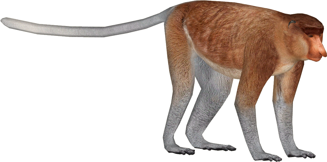 Macaque Free Png Images - Proboscis Monkey Walking (1137x1137), Png Download