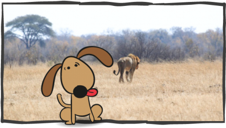 Just For Fun Dog On Safari - Lion Walk Away (470x282), Png Download