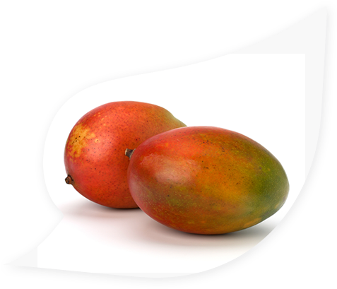 Mango (491x416), Png Download