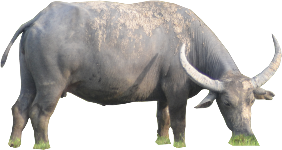 Buffalo Png (1024x620), Png Download