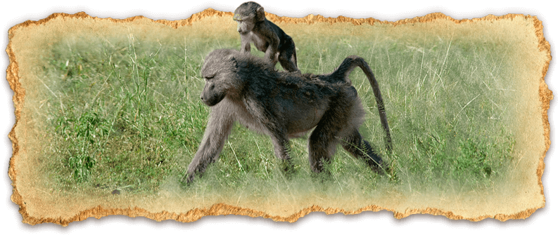 Ndutu Escape - Baboon (800x336), Png Download