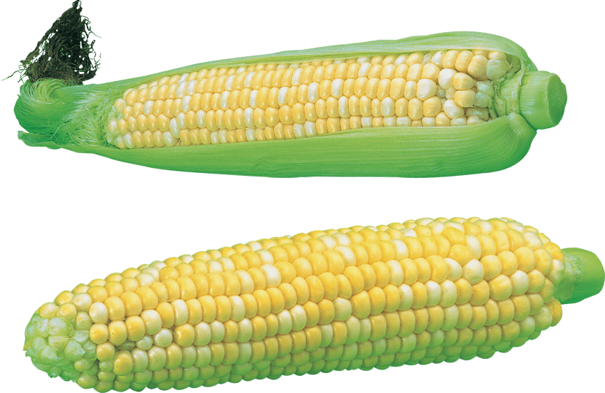Free Png Corn Png Images Transparent - Maize (850x552), Png Download