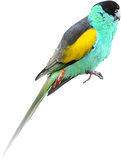 Indian Parrot Png - Golden Shouldered Parrot (511x567), Png Download