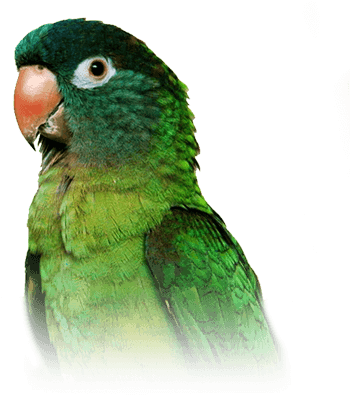 Blue-crowned Conure - Blue Crown Conure (410x449), Png Download
