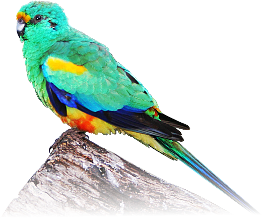 Mulga Parrot (565x454), Png Download