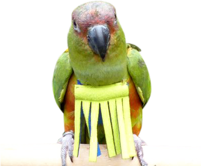 Feathers Parrot Bird (400x400), Png Download