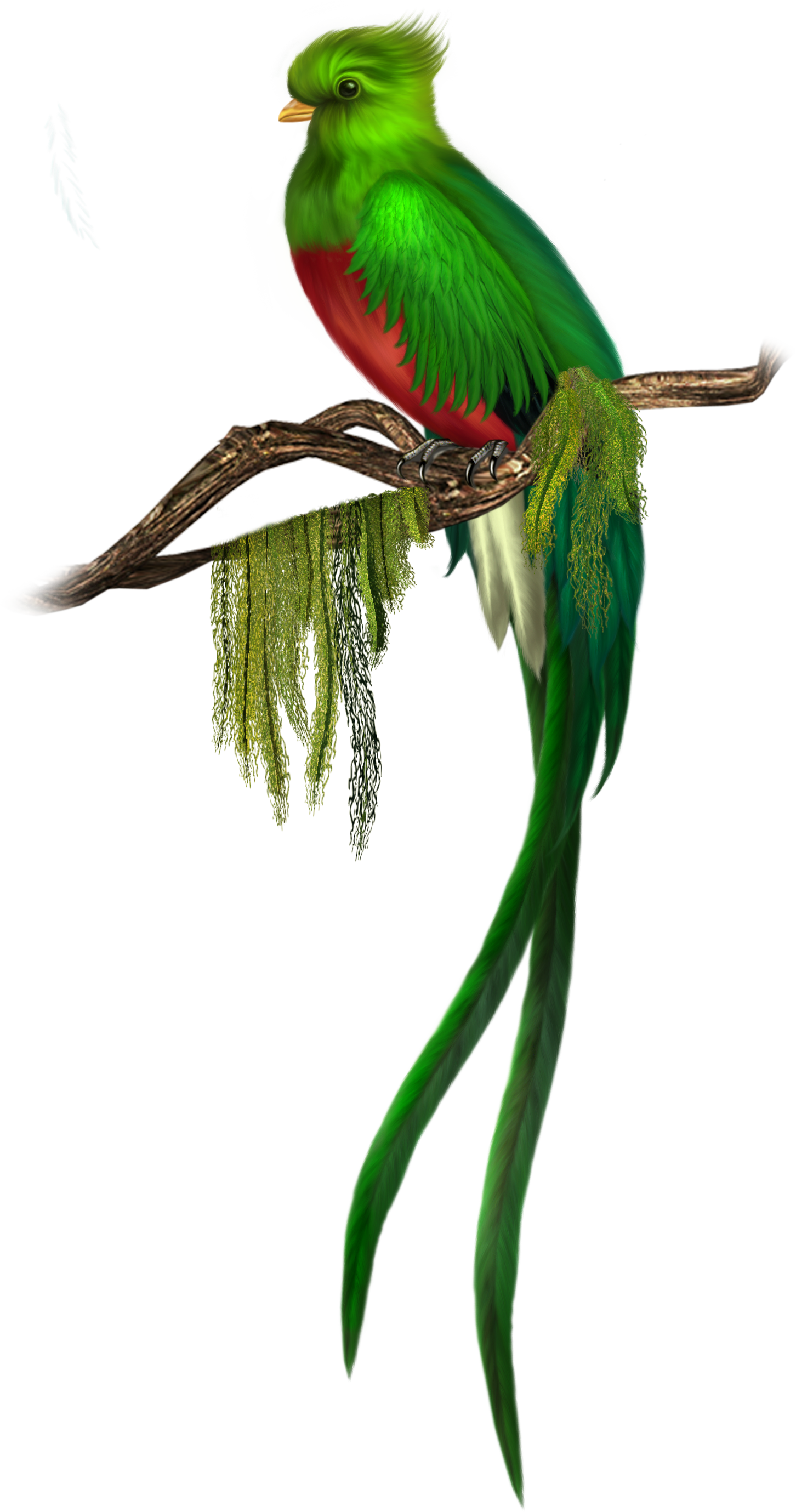 Indian Parrot Png - Quetzal Bird Png (1452x2758), Png Download