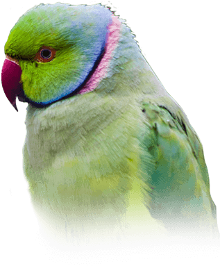 Psittacula - Rose-ringed Parakeets (410x449), Png Download