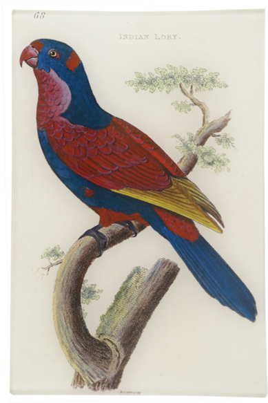 Indian Lory - Macaw (500x500), Png Download