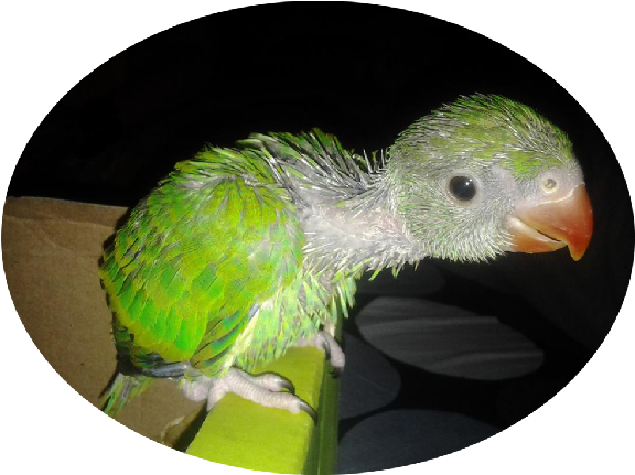 Indian Ring Parakeet Babies - Parrot (600x600), Png Download