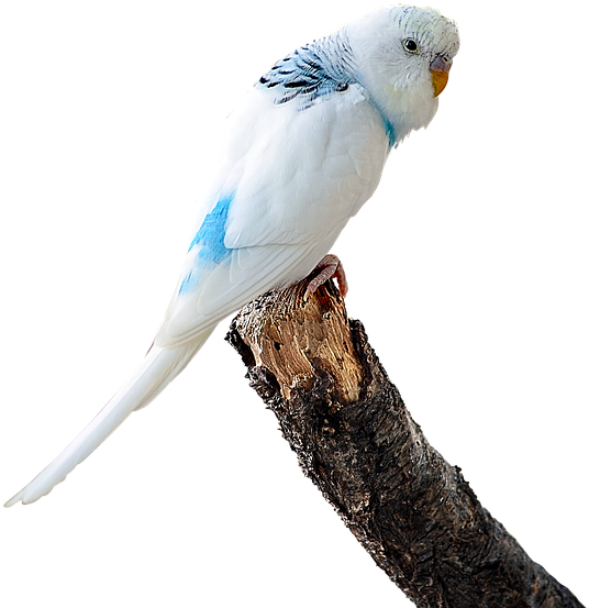 Budgie Clipart Transparent - Budgie Parrot (647x720), Png Download