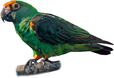 Red-fronted Parrot - Lorikeet (400x400), Png Download