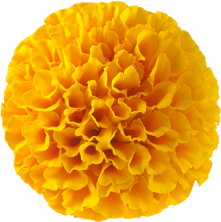 Floraglo® Lutein And Zeaxanthin Are Natural Forms Made - Marigold (450x460), Png Download
