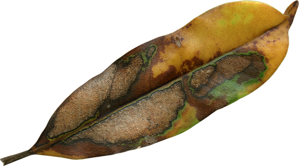 Magnolia Leaf, Fall, Autumn, Season - Dead Leaf Transparent (612x340), Png Download