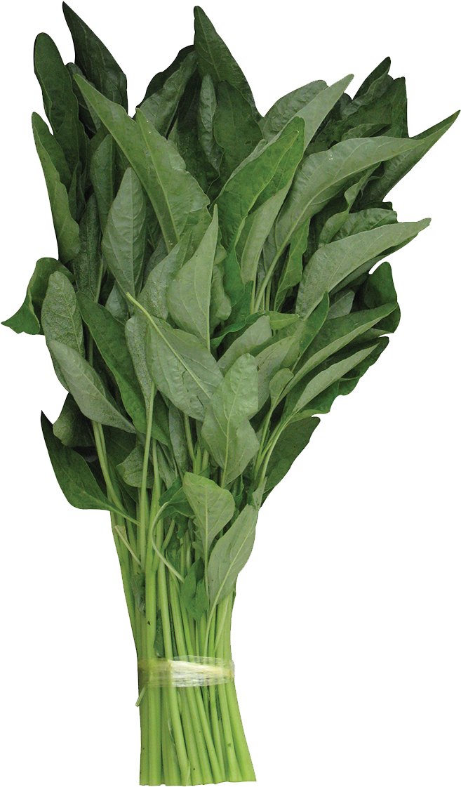 Rapid Growing And Perform Best In Dry And Humid Conditions - Leaves Png Vase Green (1200x1200), Png Download