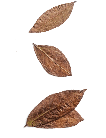 Further Eastern Stories - White Walnut (400x500), Png Download