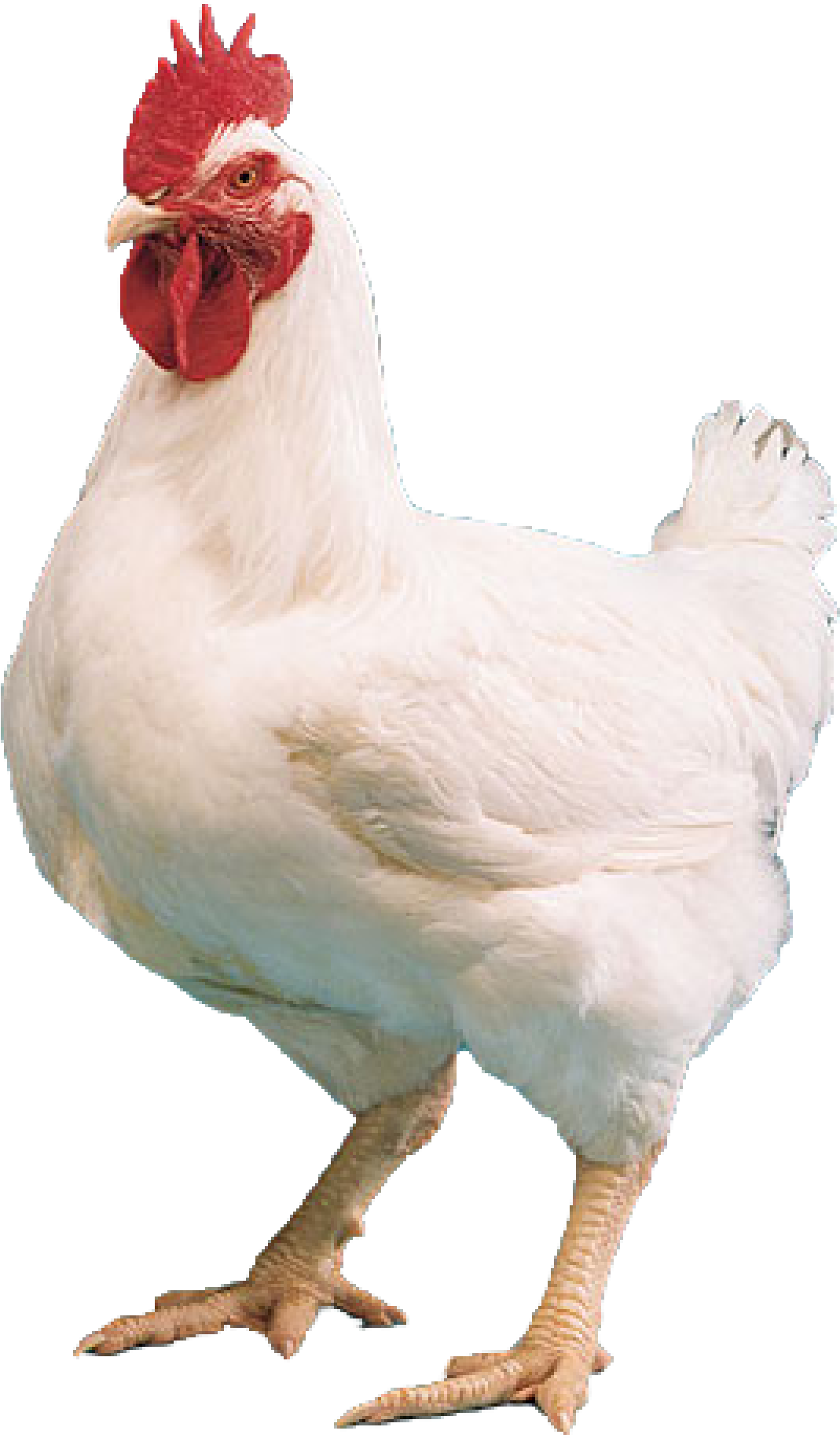 Related Wallpapers - Broiler Hen Png (1200x1964), Png Download