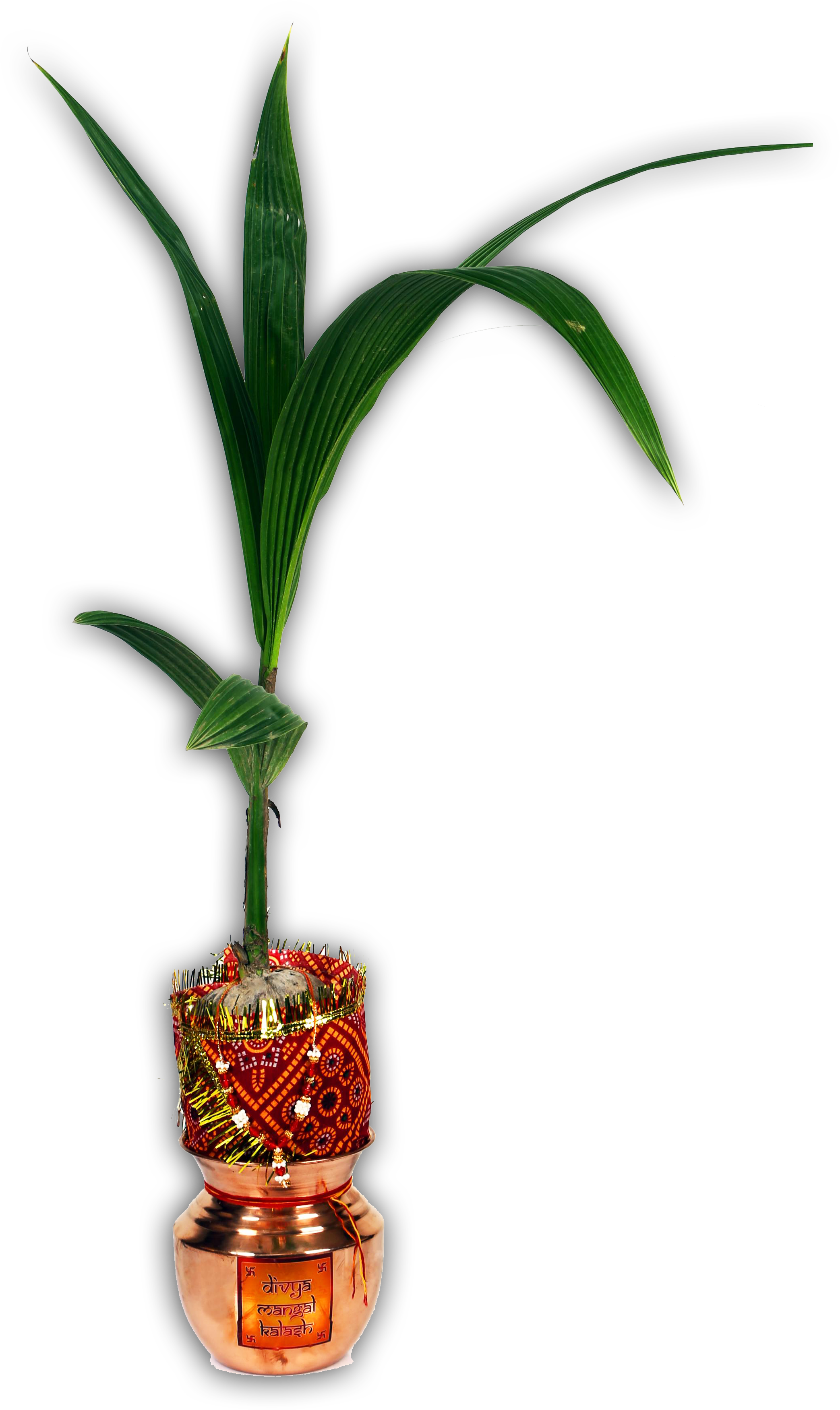 Houseplant (2432x3648), Png Download