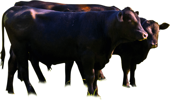 River Jordan Farm - Wagyu Png (648x383), Png Download