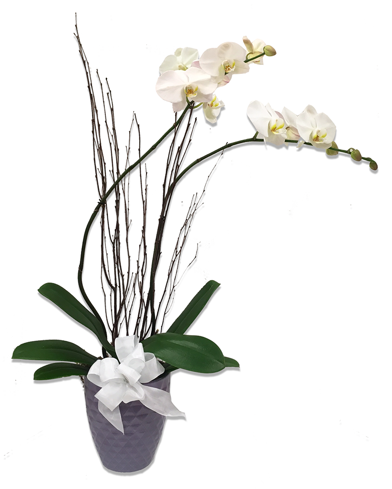 More Views - Enchanted Florist (800x999), Png Download