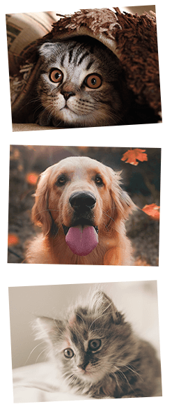 Our Free Pet Alert Tool Is Designed To Help You Find - Wayside Waifs (247x586), Png Download