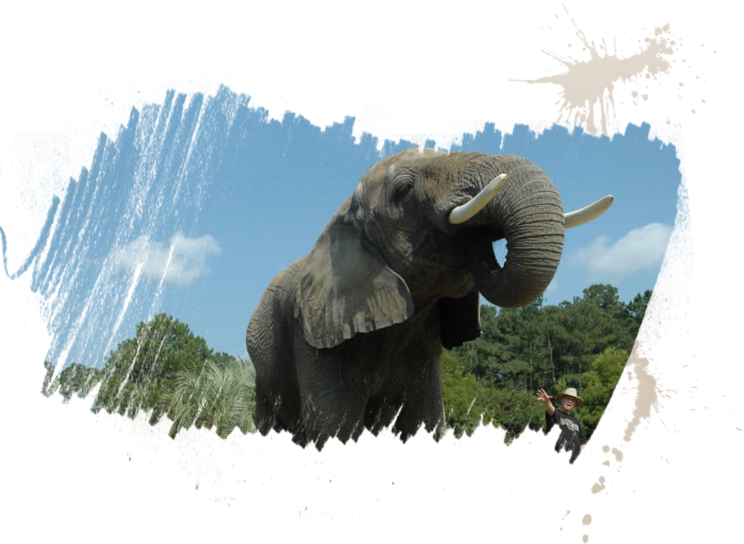 Animal Details - Myrtle Beach Safari (by Reservation Only) (1046x766), Png Download