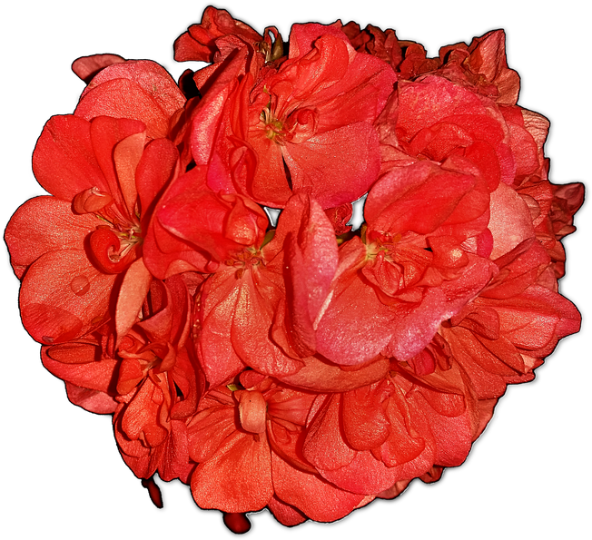 Flowers,pelagonia,home Flowers,png,free Pictures, Free - Portable Network Graphics (1280x720), Png Download