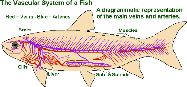 Real Picture Of Common Carp Cyprinuscarpio By - Circulatory System Of A Fish (642x313), Png Download