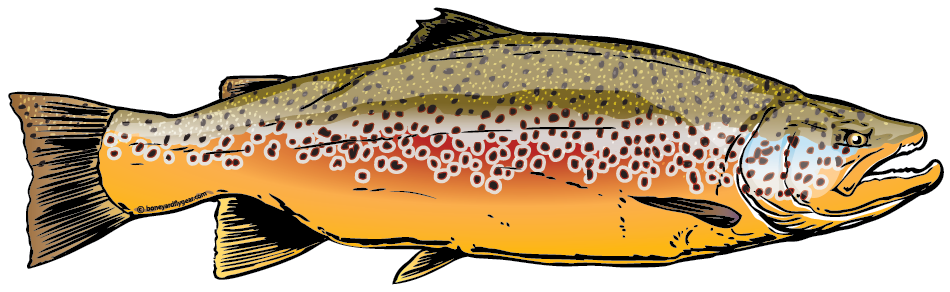 2014 Brown Trout - Brown Trout Sticker (950x321), Png Download