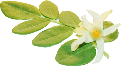 Article Details - Moringa Leaf And Flower (500x500), Png Download