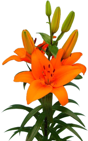Lilium Bulb Tresar - Kolkata (332x500), Png Download