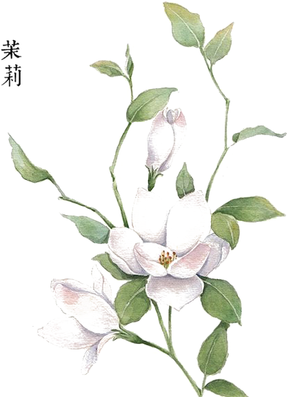 手绘茉莉花 - 手繪 茉莉花 (550x607), Png Download
