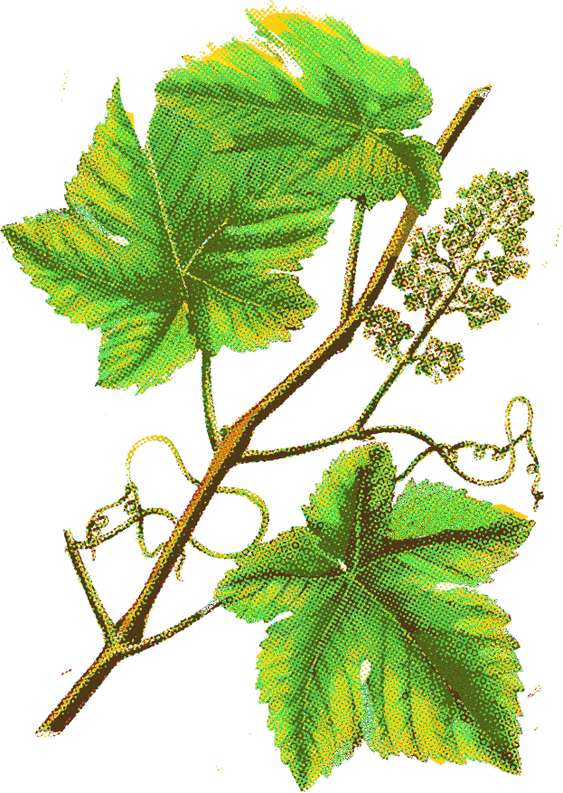 That Unites Their Many Brand Families - Twig (623x877), Png Download