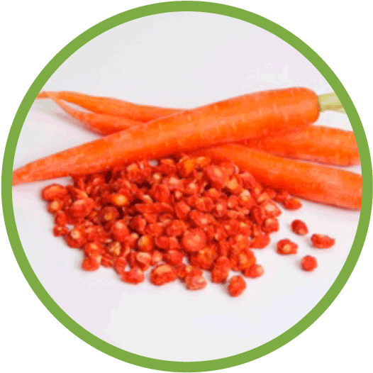 Carrot Md Circle - Carrot In Circle (562x562), Png Download