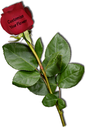 Delivery Available - Delivery (288x426), Png Download