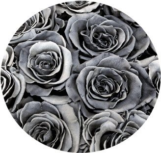 Petite Square Single Rose - Love (378x504), Png Download