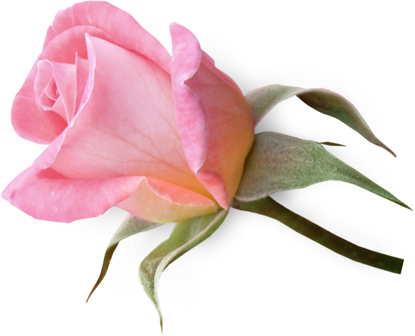 Pink Rose Clipart Funeral - Нежные Цветы На Прозрачном Фоне (809x655), Png Download