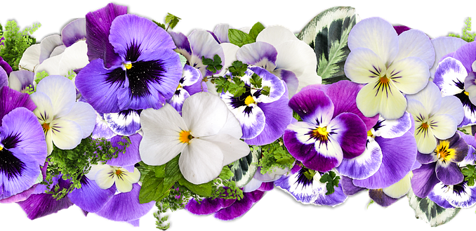 Line Of Flowers - Classic Flowers For Happy Birthday (678x329), Png Download