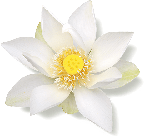 Images - Sacred Lotus (1040x1040), Png Download