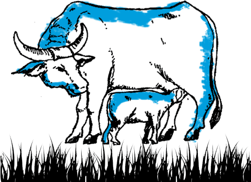 Well Feeded Calf Before Milking (500x376), Png Download