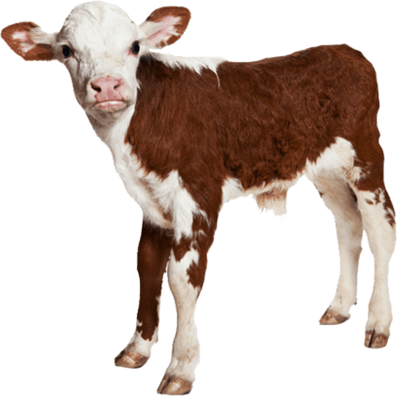 Buy Red And White Holstein Cow Online Farmvibes - Calf Images Hd Png (1108x904), Png Download